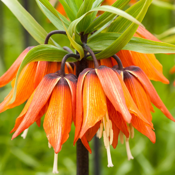 Keizerskroon, Fritillaria imperialis 'Orange Brilliant'